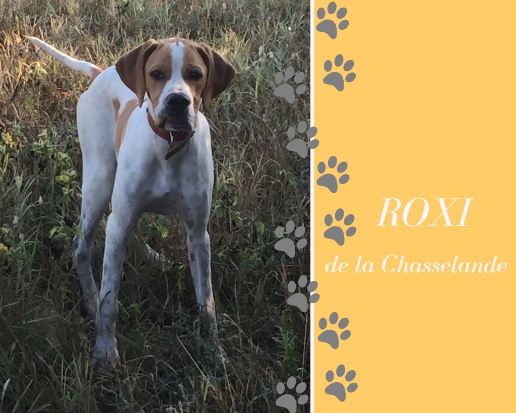 de la chasselande - Roxi de la Chasselande !