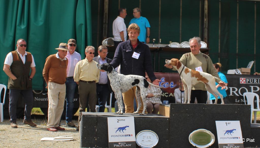 de la chasselande - Nationale d'élevage Pointer à Comblessac 