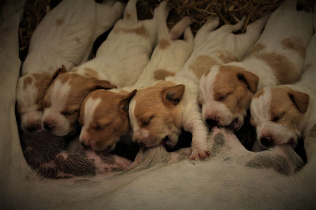 de la chasselande - Bientôt des chiots !