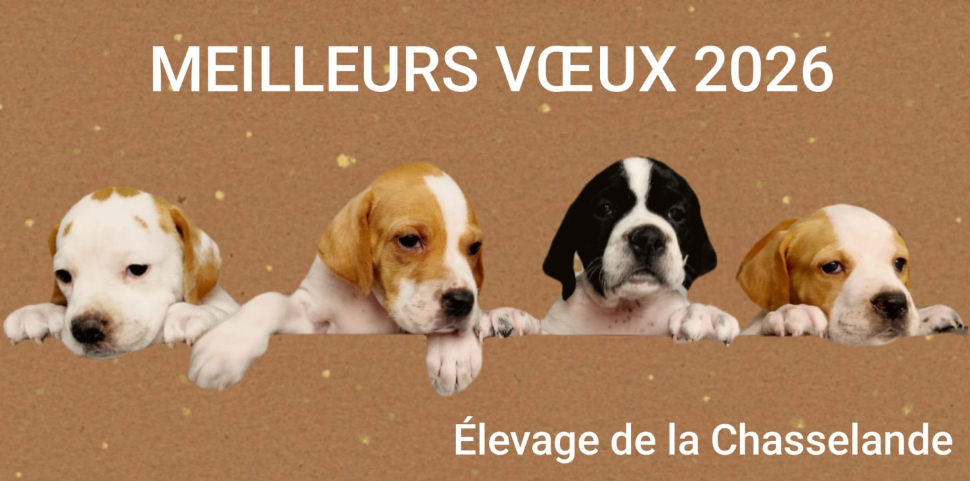 MEILLEURS VOEUX 2026