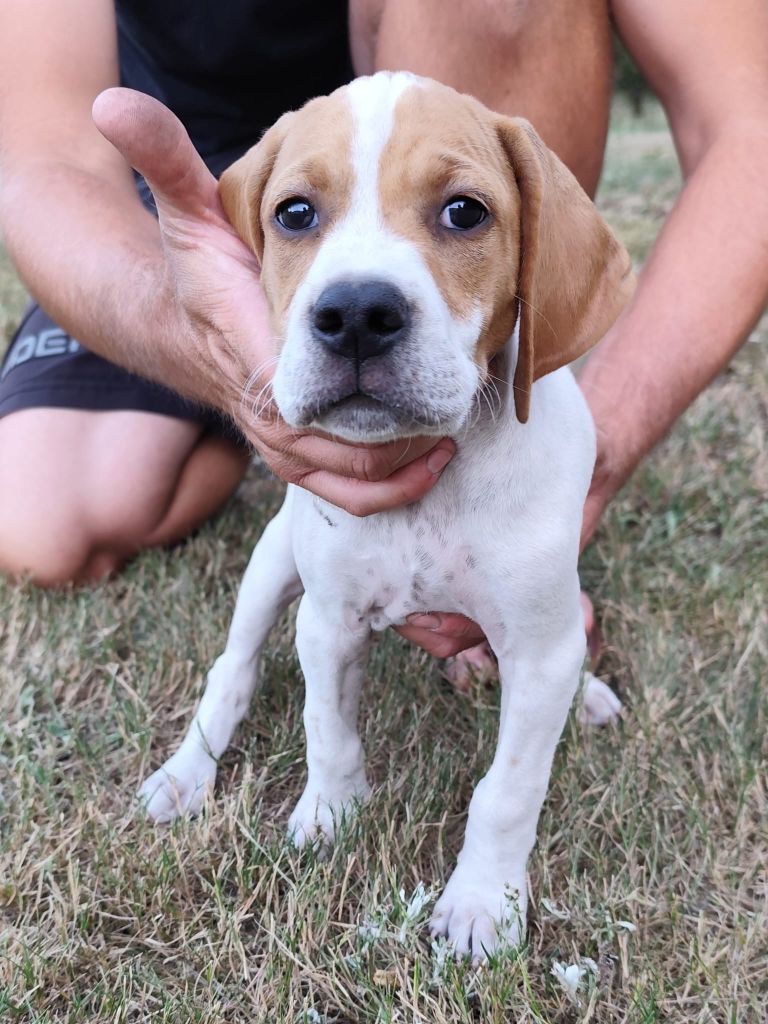 de la chasselande - Chiots disponibles - Pointer