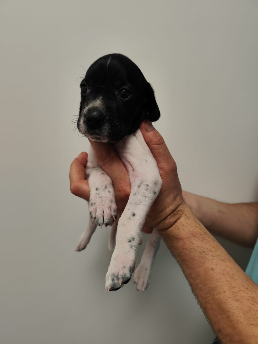 de la chasselande - Chiots disponibles - Pointer