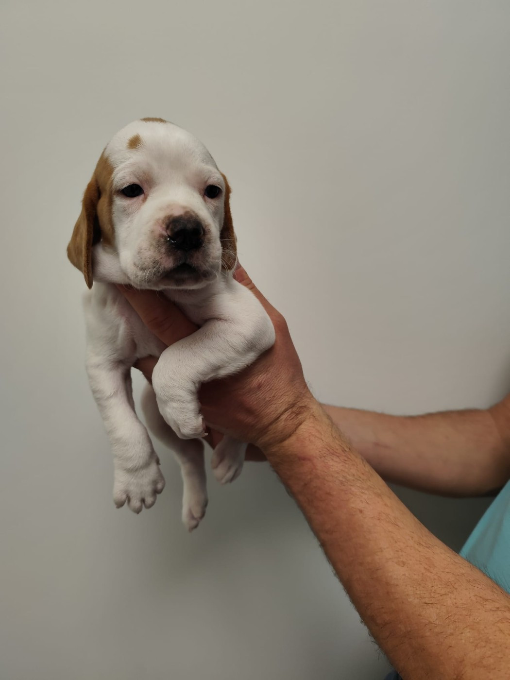 de la chasselande - Chiots disponibles - Pointer