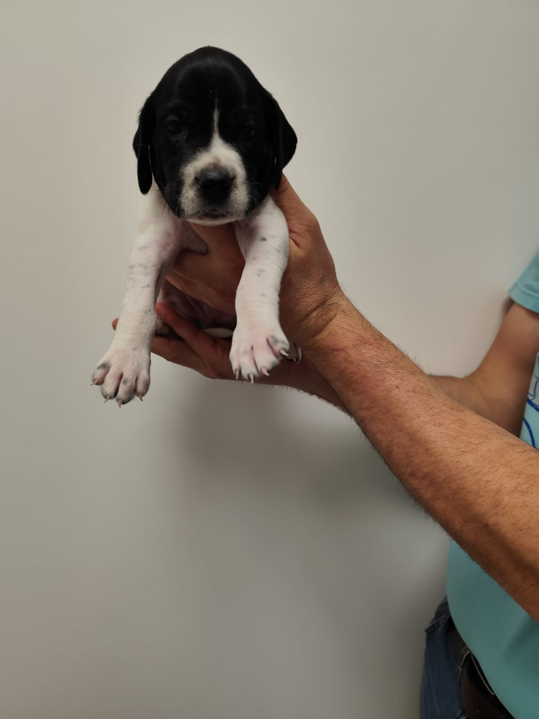 de la chasselande - Chiots disponibles - Pointer