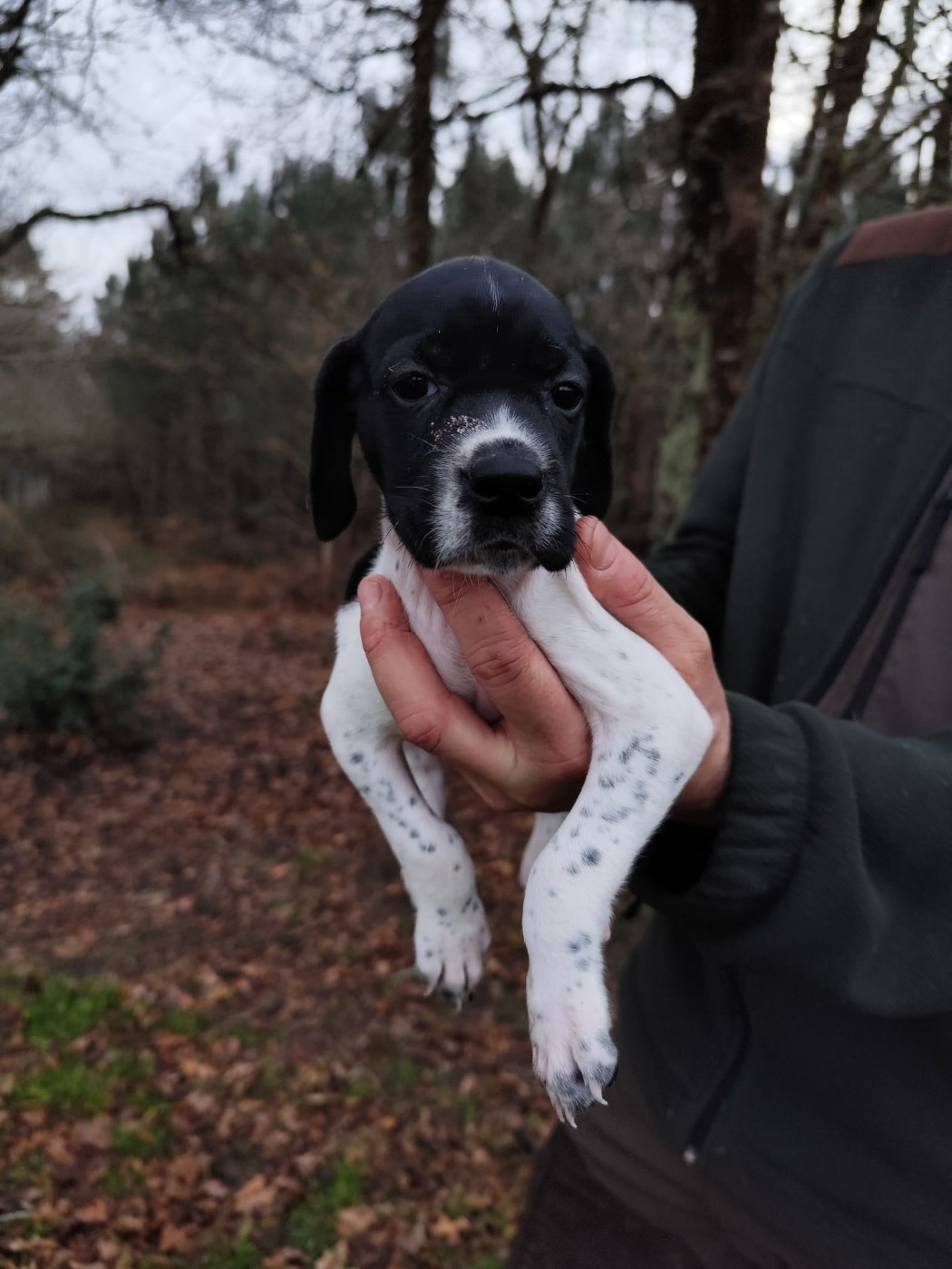de la chasselande - Chiots disponibles - Pointer