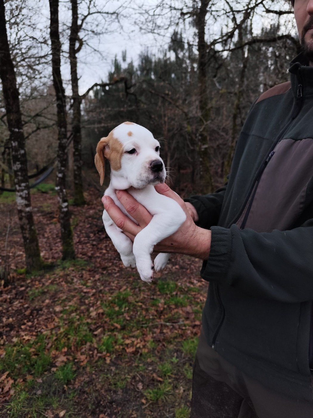 de la chasselande - Chiots disponibles - Pointer