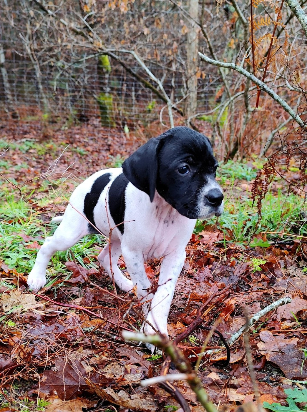 de la chasselande - Pointer - Portée née le 15/12/2025