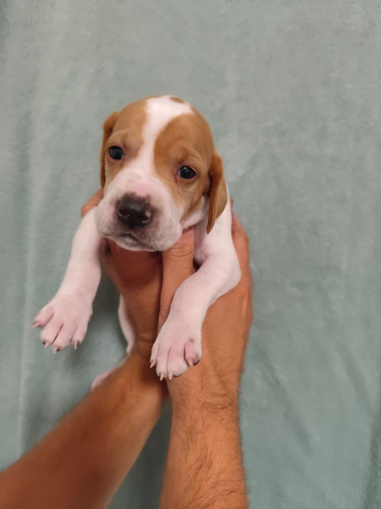 de la chasselande - Chiots disponibles - Pointer