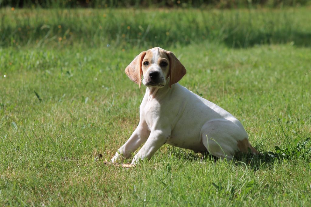 de la chasselande - Pointer - Portée née le 01/05/2024