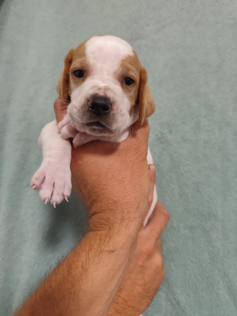 de la chasselande - Chiots disponibles - Pointer