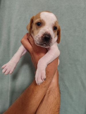 CHIOT 6