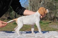 CHIOT