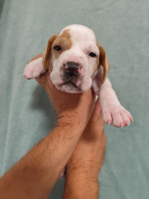 CHIOT 2