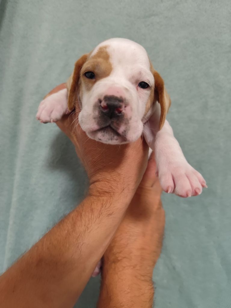 de la chasselande - Chiots disponibles - Pointer