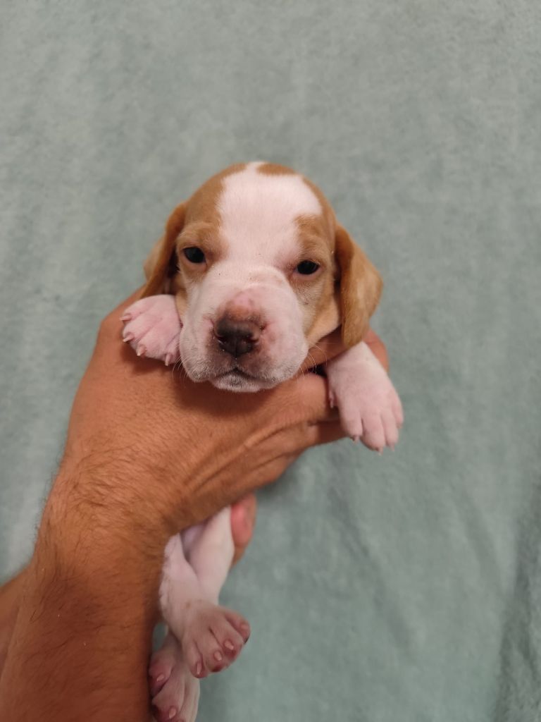 de la chasselande - Chiots disponibles - Pointer