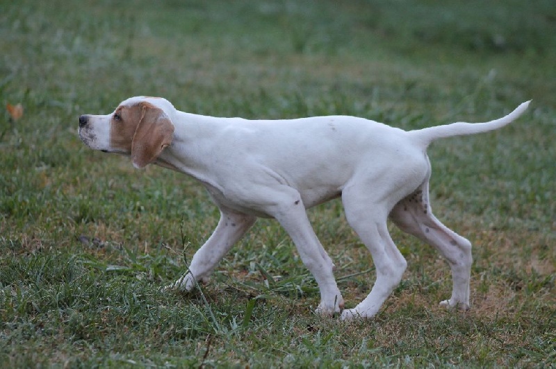 Chiot Pointer de la chasselande